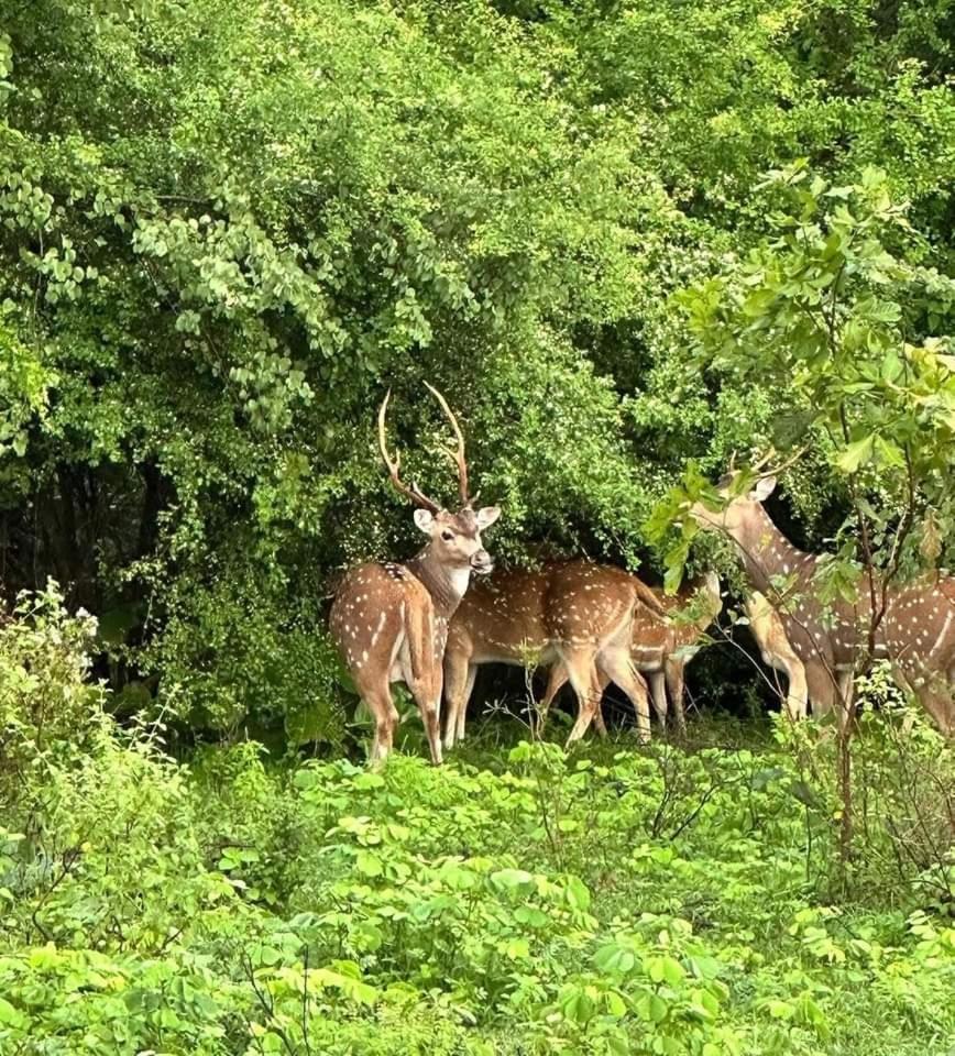 Udawalawe Wildlife & Nature Protection Bungalow エクステリア 写真