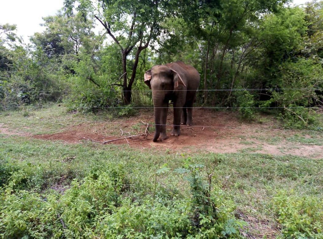 Udawalawe Wildlife & Nature Protection Bungalow エクステリア 写真